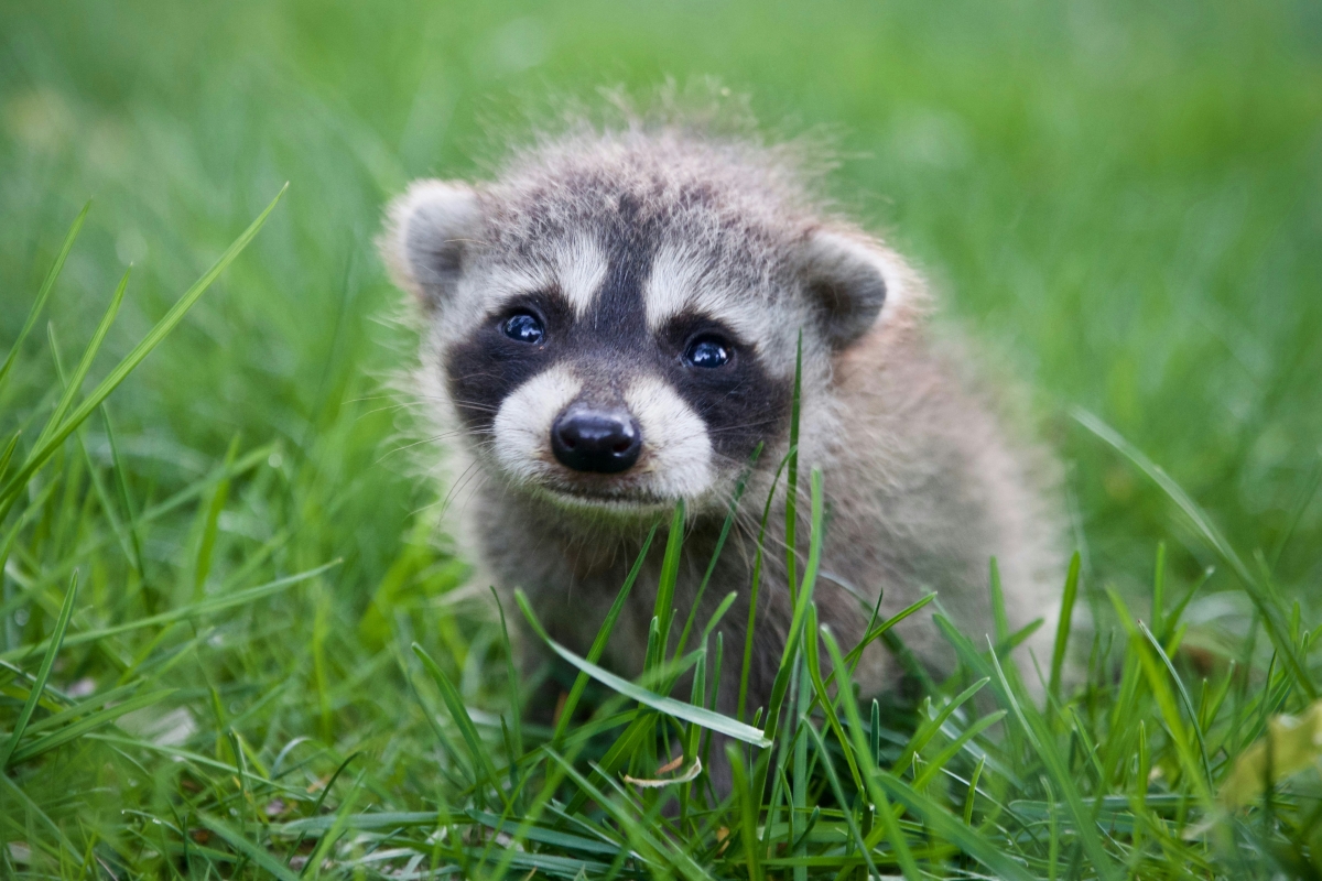 SEO offer in Quebec for the capture of harmful animals
