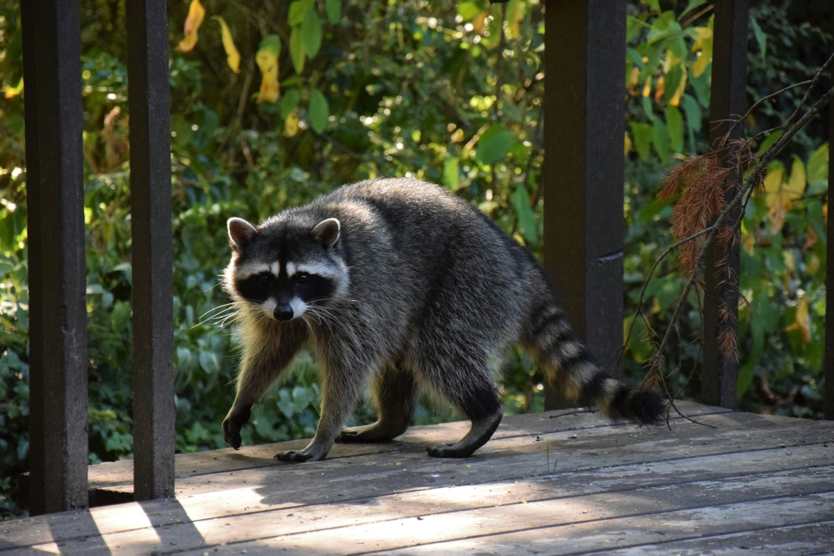Offre SEO au Québec pour Exterminateur