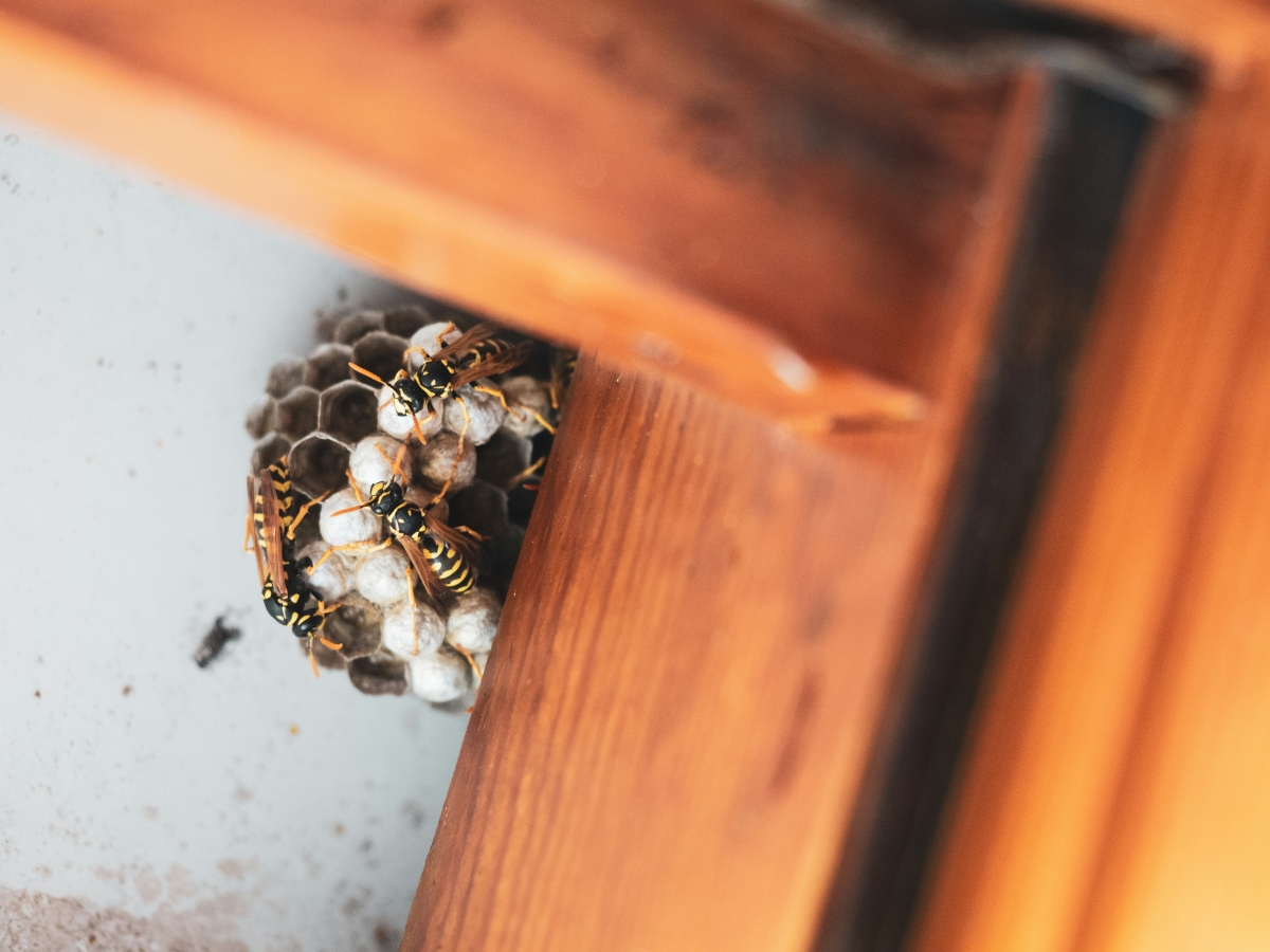 Offer SEO in Quebec for Montreal Exterminator
