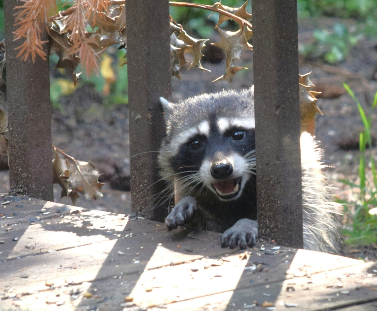 SEO Offer for Montreal Exterminator near me