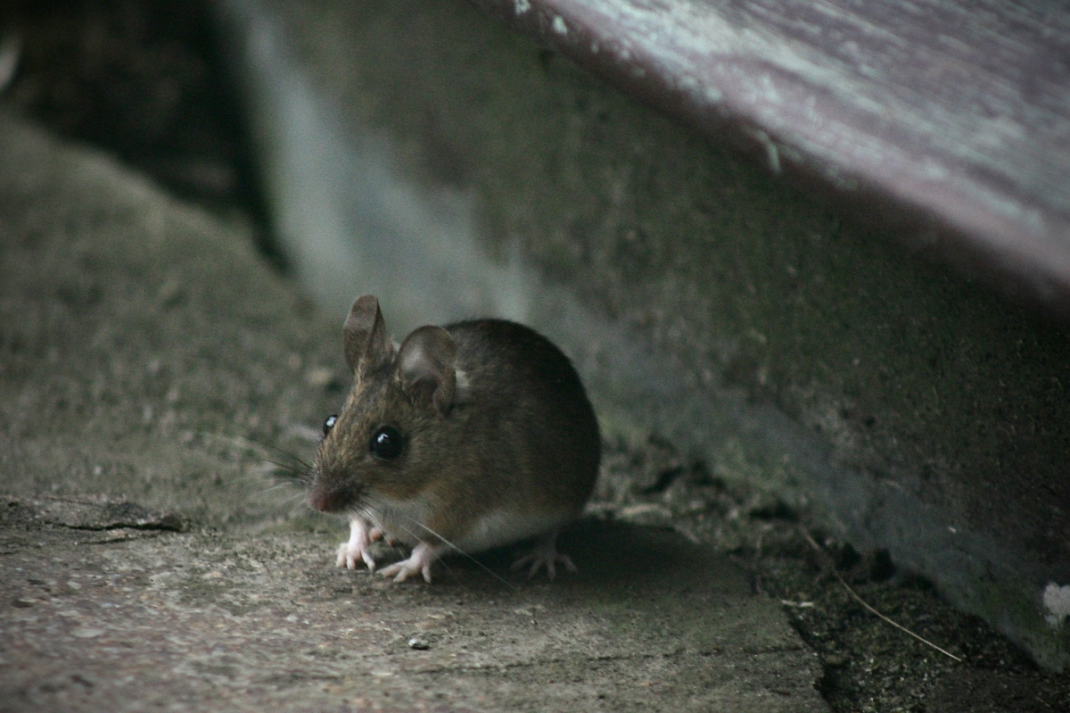 SEO offer for: Best Exterminator in Montreal, Quebec