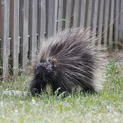 Exterminateur près de moi