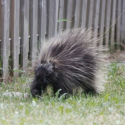 Exterminator near me